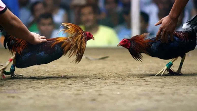 Các quy định trong đá gà cựa sắt mà anh em cần nắm