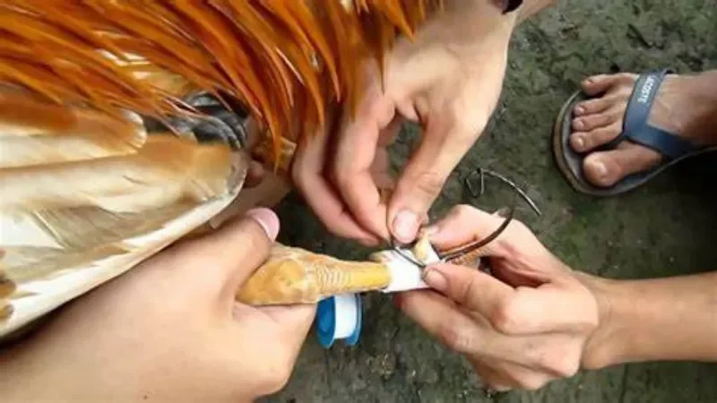 Cách lên cựa gà chuẩn không phải ai cũng biết