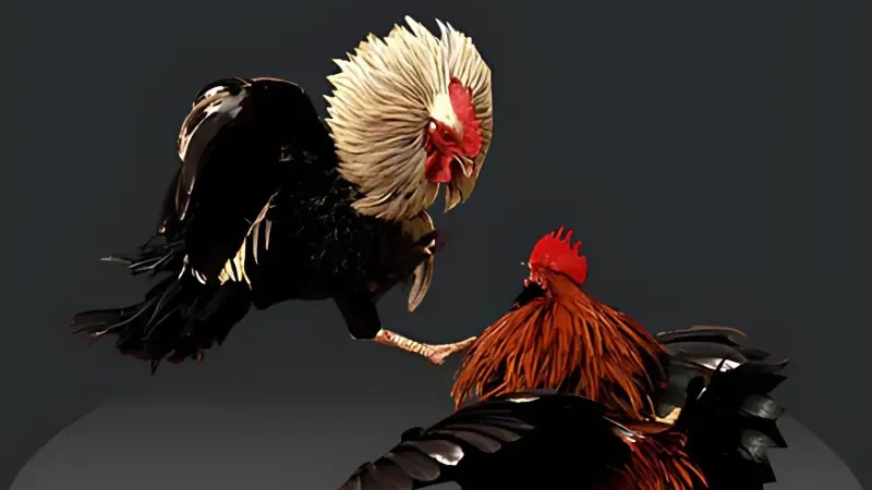 Thăng Hoa Với Hình Thức Đá Gà Cựa Dao Trong Năm 2025