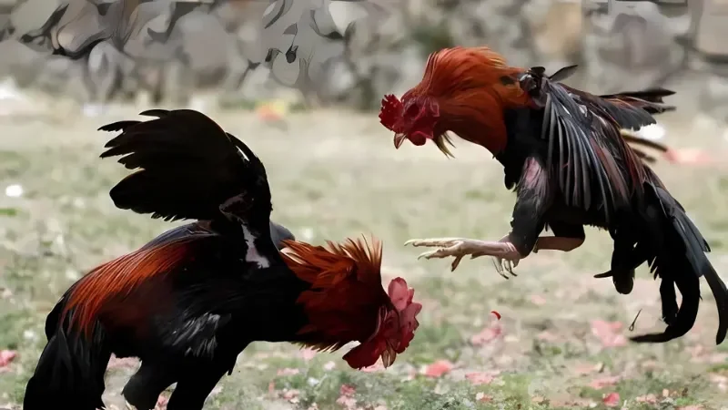 Đá Gà Cựa Sắt