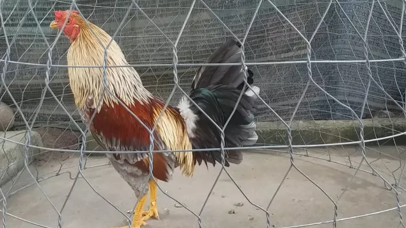 Đặc điểm nhận dạng gà đá bo tốt hiện nay