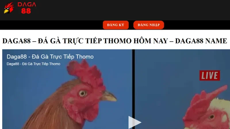 Cùng Daga88 Tận Hưởng Các Trận Chọi Gà Đẳng Cấp Nhất Thời Đại