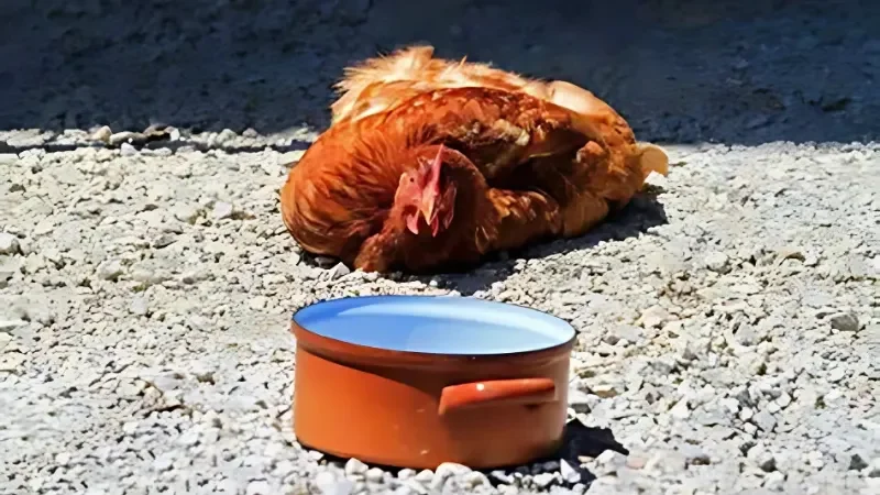 Nguyên nhân chính khiến gà đá bị sốc nhiệt