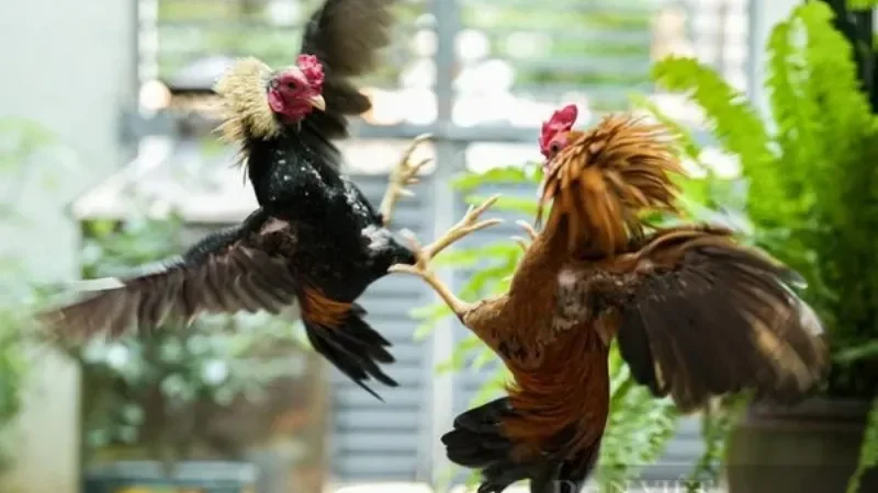 Những dấu hiệu nhận biết gà đá bị sốc nhiệt