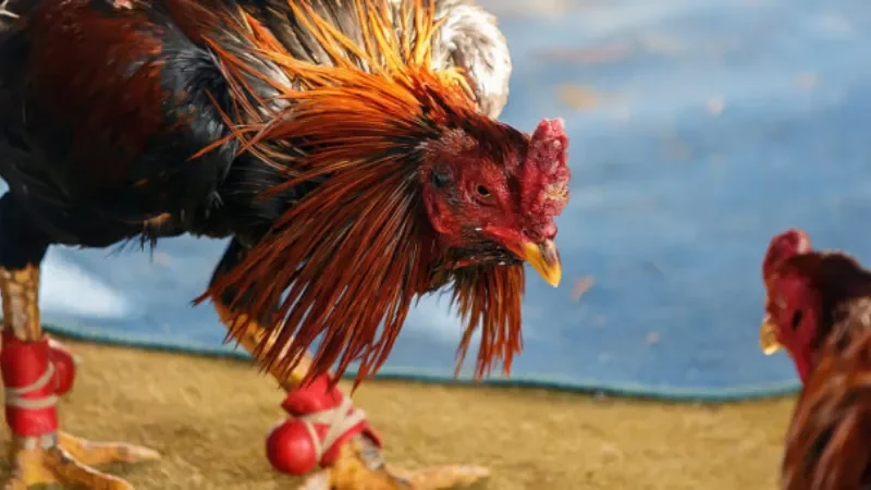 Những loại hình nổi bật trong chọi gà peru