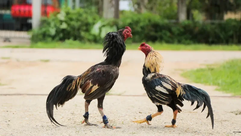 Những phương pháp xử lý khi gà bị sốc nhiệt