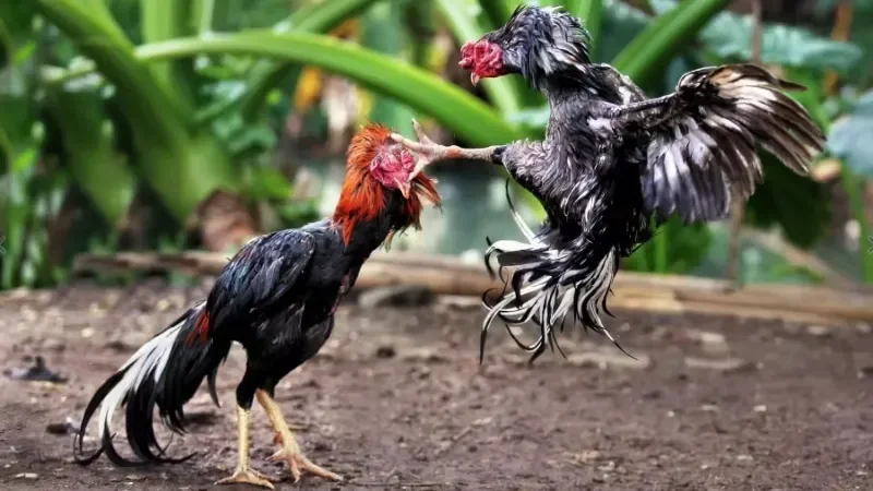 Trải nghiệm chọi gà cựa dao đầy mỹ mãn tại Daga88