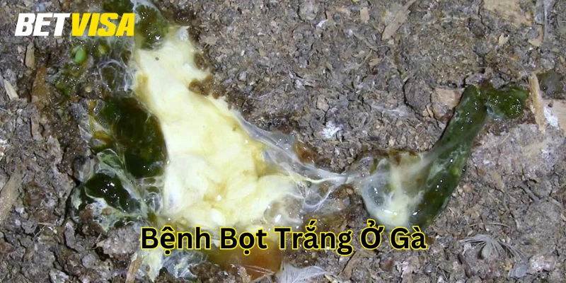 Bệnh Bọt Trắng Ở Gà Là Gì? Biết Sớm Để Tránh Hậu Qủa