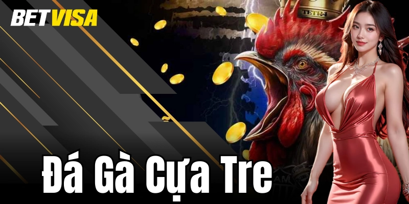 Đá Gà Cựa Tre Betvisa – Bí Quyết Để Chọn Gà Chọi Xuất Sắc Nhất
