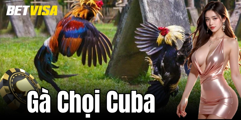 Phương pháp huấn luyện gà chọi Cuba đạt hiệu quả cao