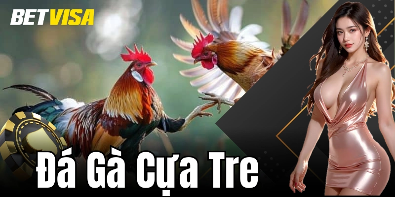 Phương pháp cược đá gà cựa tre hiệu quả