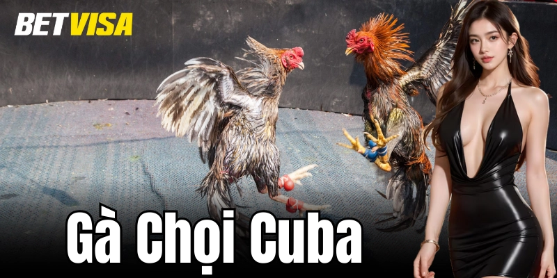 Nguồn gốc gà chọi Cuba