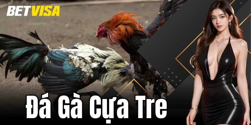 Tổng quan về đá gà cựa tre