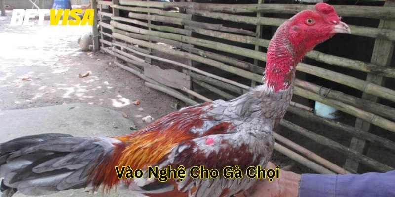 Các bước chuẩn bị 