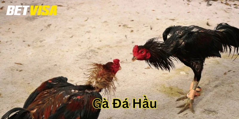 Gà Đá Hầu Là Gì? Cách Nhận Biết Và Luyện Tập Hiệu Quả