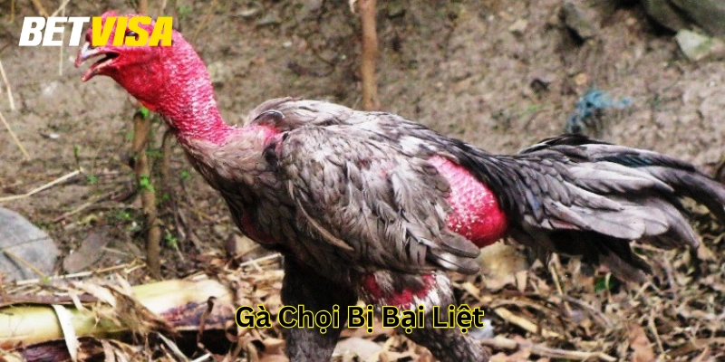 Cách chữa trị Gà Chọi Bị Bại Liệt