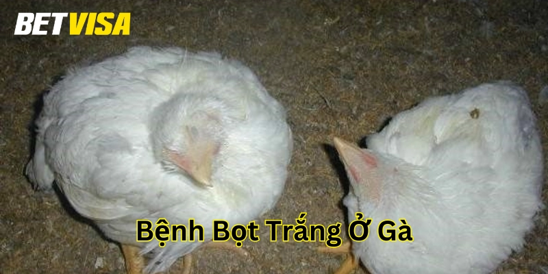 Cách điều trị Bệnh Bọt Trắng Ở Gà