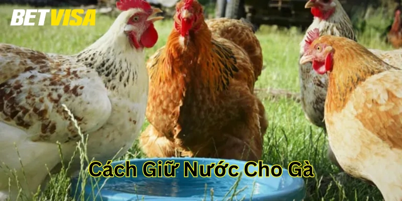 Cách Giữ Nước Cho Gà có quan trọng không?