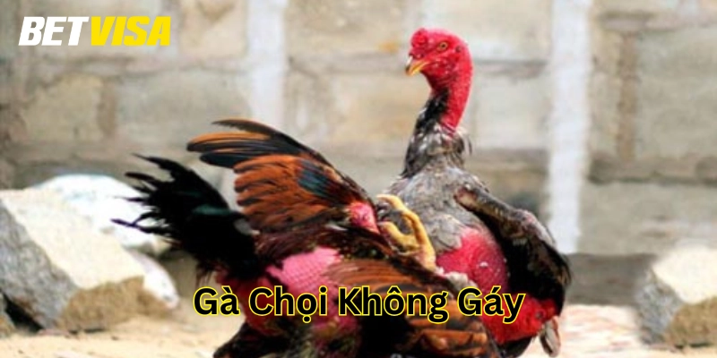 Cách khắc phục Gà Chọi Không Gáy