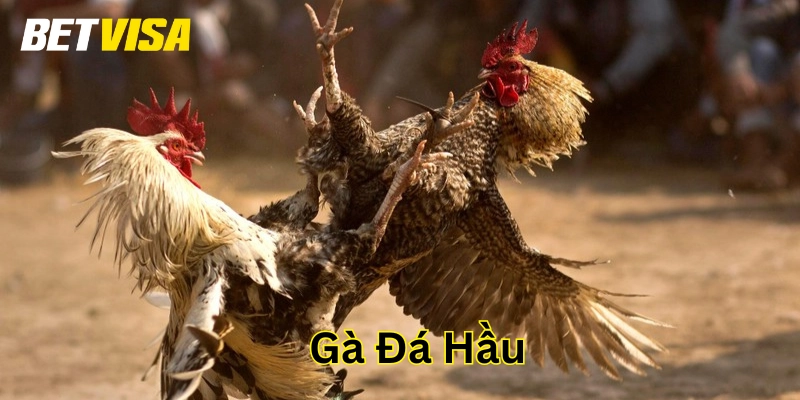 Cách nhận biết Gà Đá Hầu