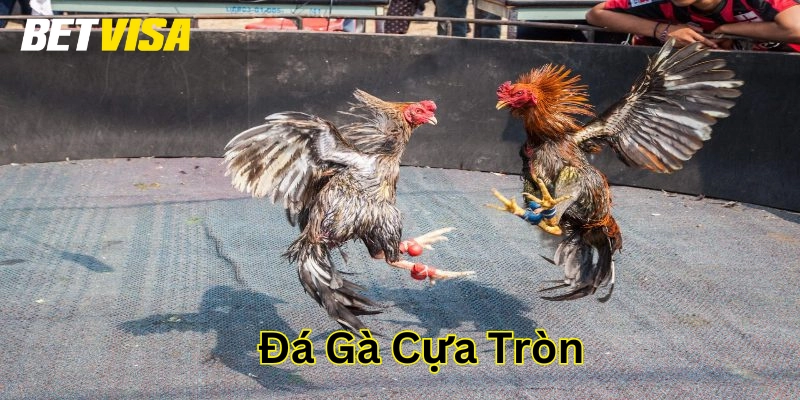 Đá Gà Cựa Tròn là gì?