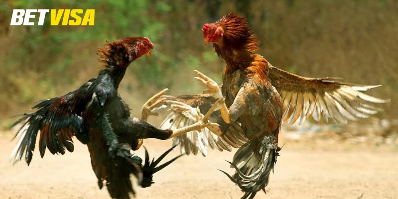 Đá Gà Đòn cần lưu ý gì?