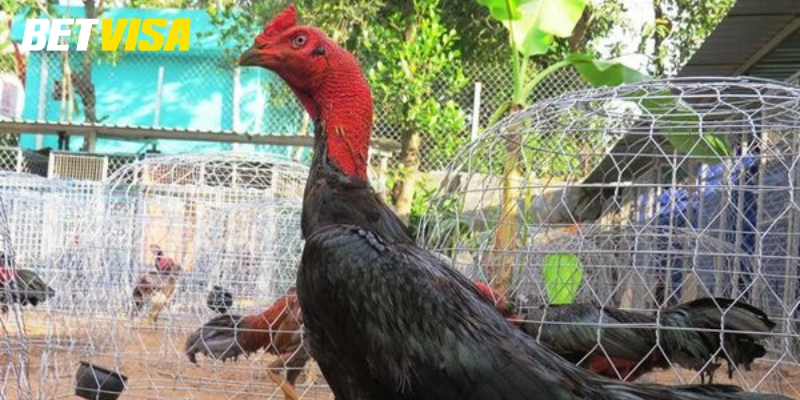 Đá Gà Đòn là gì?