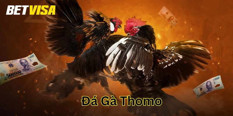 Đá gà Thomo là gì?