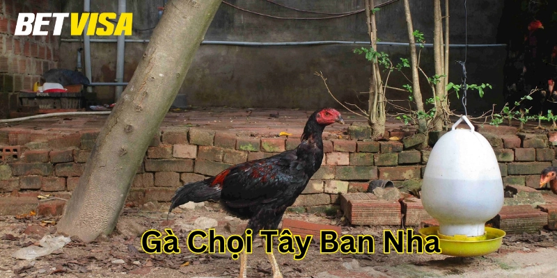 Gà Chọi Tây Ban Nha – Chiến Kê Đẳng Cấp Từ Xứ Bò Tót