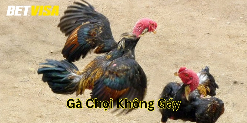 Gà Chọi Không Gáy có đáng lo