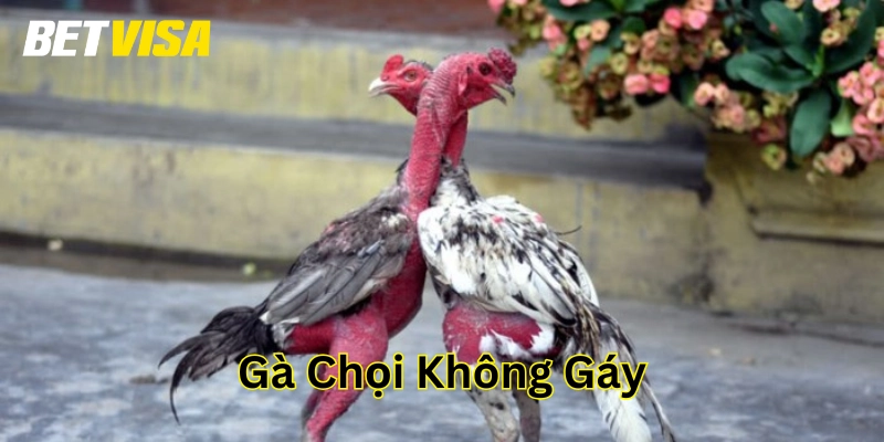 Gà Chọi Không Gáy là gì