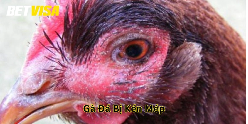 Gà Đá Bị Kén Mép là gì?