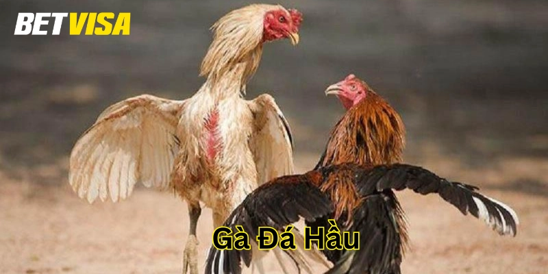 Gà Đá Hầu là gì?