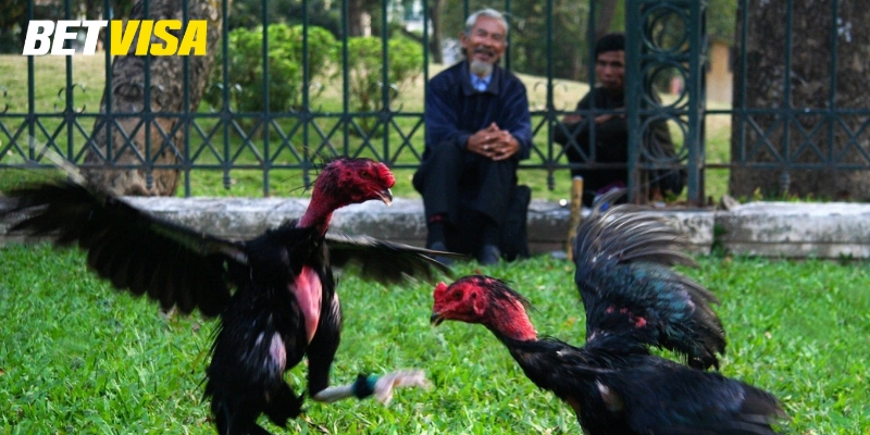 Đá Gà Đòn có dễ chăm sóc