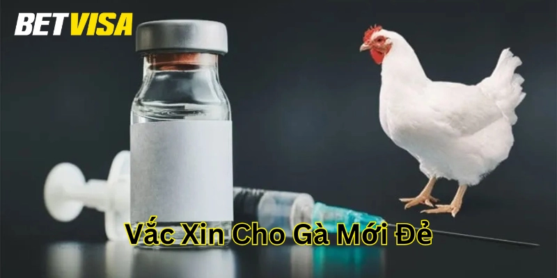 Lịch tiêm Vắc xin cho gà mới đẻ
