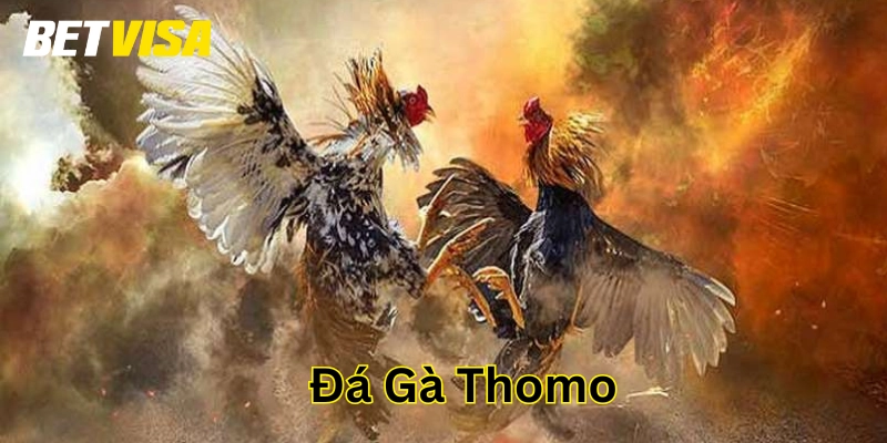 Lưu ý khi chơi Đá gà Thomo