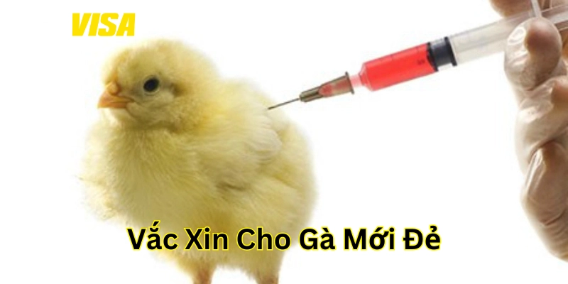 Lưu ý trong Vắc xin cho gà mới đẻ