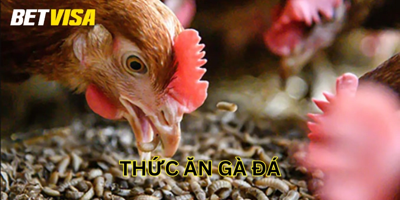 Lưu ý về Thức Ăn Gà Đá