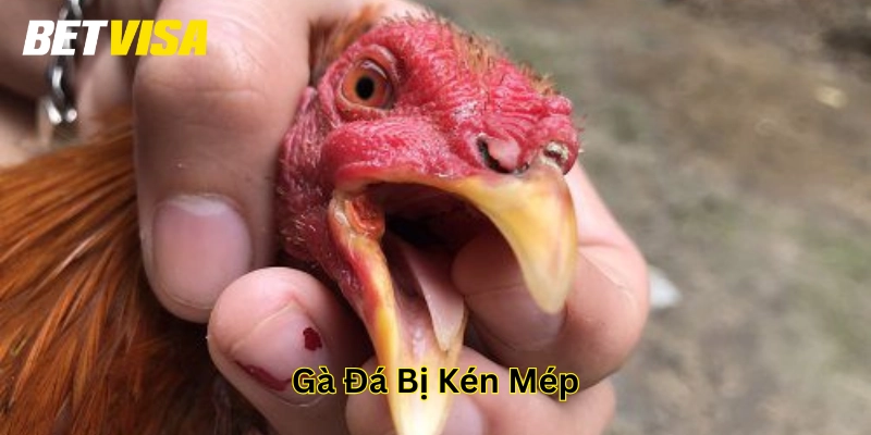 Nguyên nhân Gà Đá Bị Kén Mép