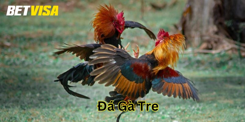 Tổng hợp thông tin về Đá Gà Tre